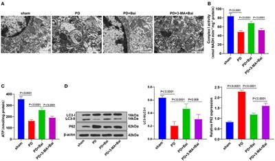 Baicalein Induces Mitochondrial Autophagy to Prevent Parkinson's Disease in Rats via miR-30b and the SIRT1/AMPK/mTOR Pathway